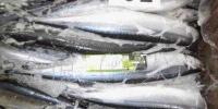 進(jìn)口三陸產(chǎn)秋刀魚批發(fā)指南 70尾10kg鮮活水產(chǎn)品采購優(yōu)勢