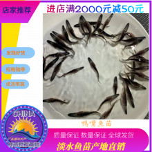 港興水產(chǎn) 專業(yè)供應優(yōu)質(zhì)鴨嘴魚苗及魚苗批發(fā)服務